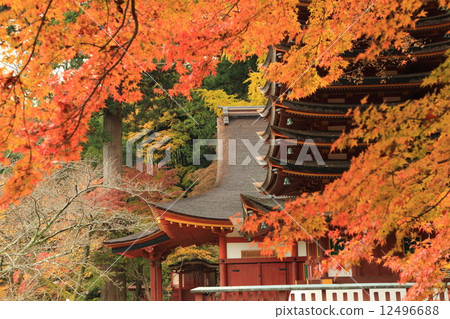 秋季樹葉神社 12496688