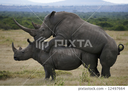 白犀牛 白犀牛 12497664