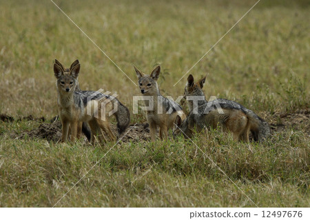 Yokoji豺狼 12497676