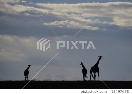 Masai giraffe 12497678
