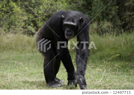 Chimpanzee 12497715