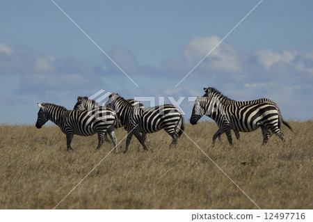Savanna zebra 12497716