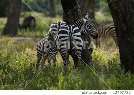 Savanna zebra Savanna zebra 12497722