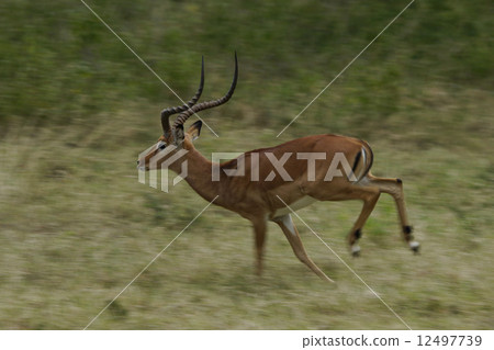 黑斑羚 黑斑羚 12497739