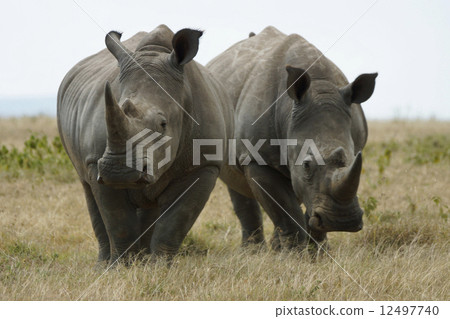 White rhino White rhino 12497740