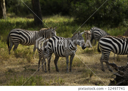 Savanna zebra Savanna zebra 12497741