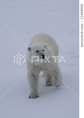 Polar bears 12498000