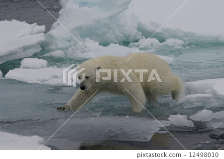 Polar bears Polar bears 12498010