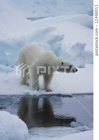 Polar bears 12498011