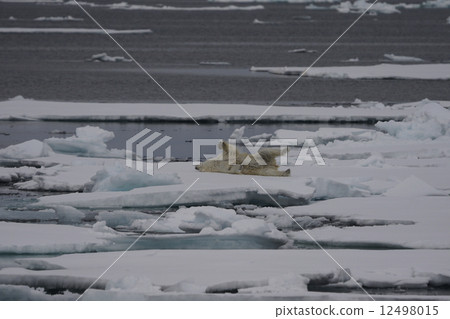 Polar bears 12498015