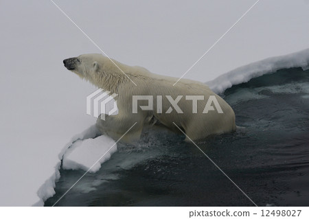 Polar bears Polar bears 12498027