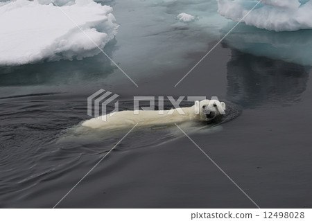 Polar bears 12498028