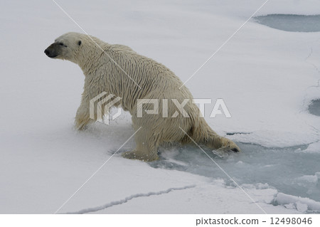 Polar bears Polar bears 12498046