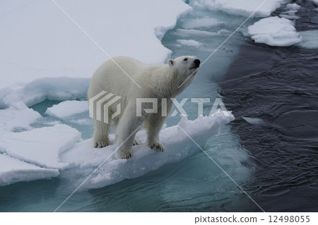 Polar bears Polar bears 12498055