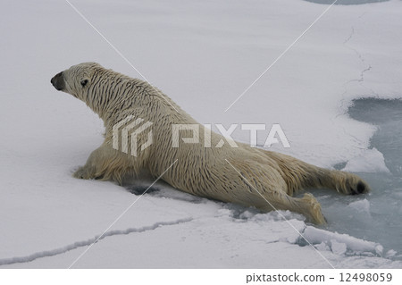 Polar bears 12498059