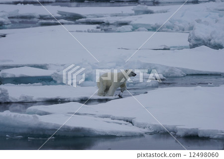 Polar bears 12498060