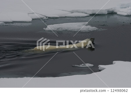 Polar bears Polar bears 12498062