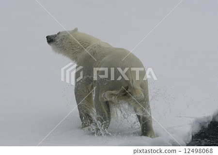 Polar bears 12498068