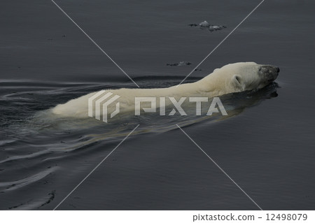 Polar bears 12498079