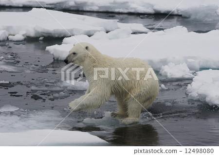 Polar bears Polar bears 12498080