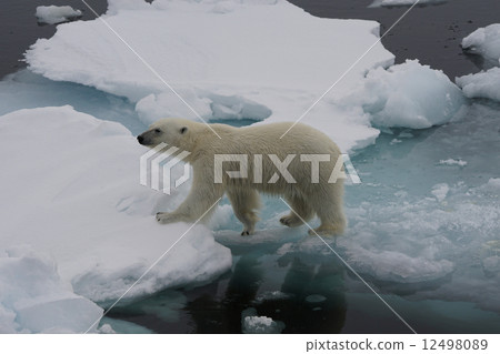 北極熊 北極熊 12498089