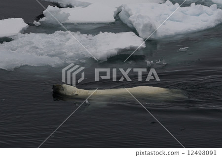 Polar bears 12498091