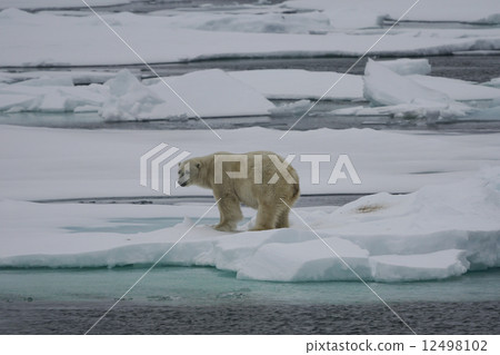 Polar bears 12498102