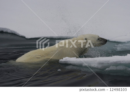 Polar bears 12498103