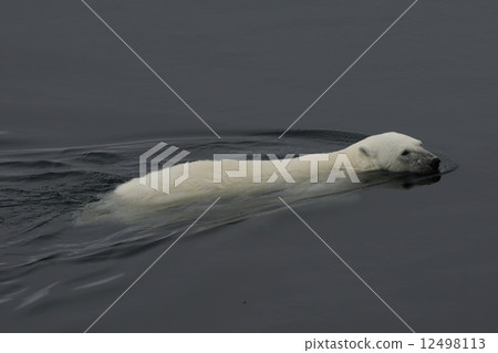 Polar bears Polar bears 12498113