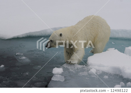 Polar bears 12498122