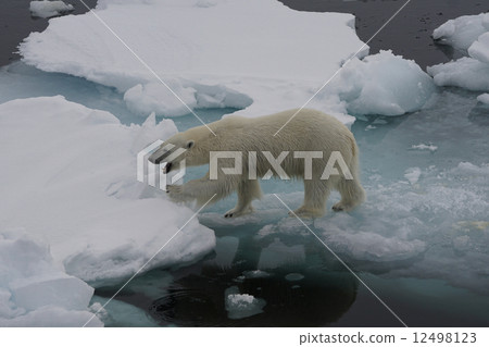 Polar bears 12498123