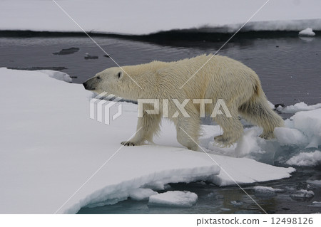 Polar bears Polar bears 12498126