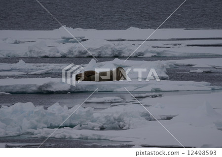 Walrus Walrus 12498593