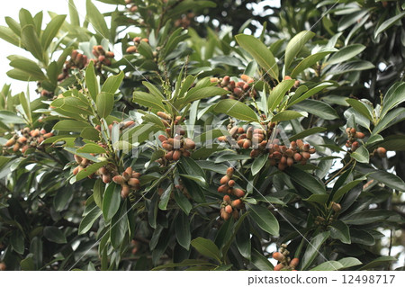天然植物在葉子的分枝良好的樹枝上富含棕色橡子。在樹下面有很多橡子落下 天然植物在葉子的分枝良好的樹枝上富含棕色橡子。在樹下面有很多橡子落下 12498717