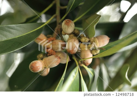Natural plant bamboo shoots, the second year fruit (acorn) and immature fruit are mixed. Acorn has less astringency and can be eaten by roasting as it is 12498718