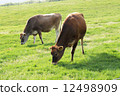 Jersey cattle at Souzan Plateau 12498909