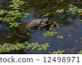 Mating pair of bullfrogs 12498971