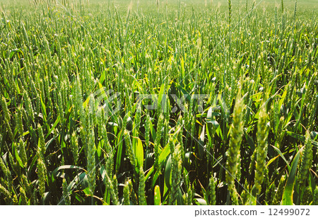 Green Barley Ears Field early Summer. Green Background 12499072