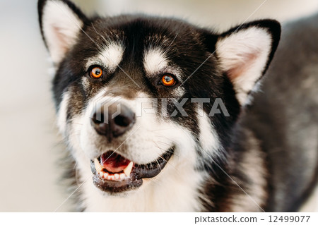 Alaskan Malamute Dog Close Up Portrait 12499077