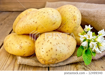 Potatoes yellow with flower on sacking Potatoes yellow with flower on sacking 12499340