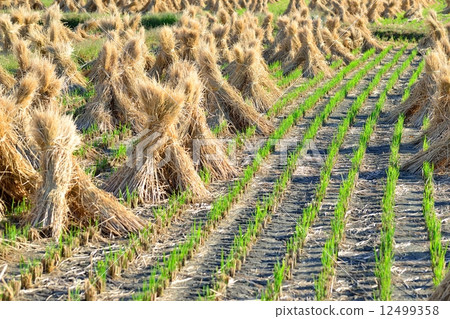稻草幹warabchi 12499358