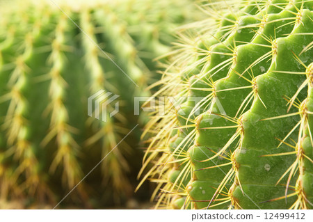 close up of cactus  12499412
