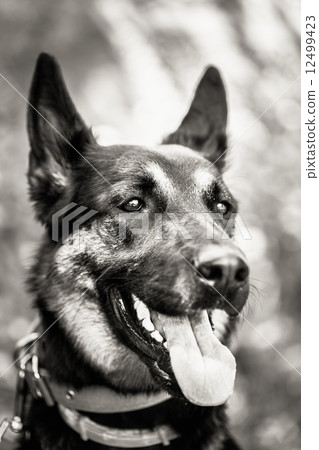German Shepherd Dog 12499423