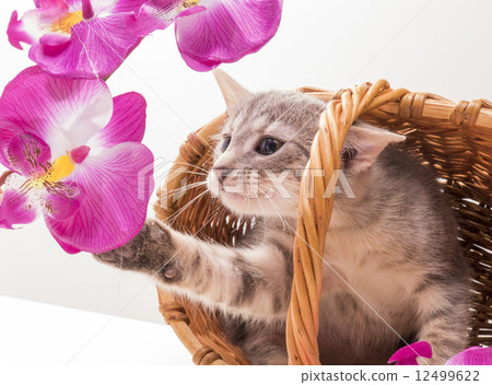 Little funny kitten 12499622
