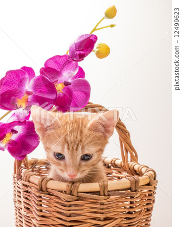 Little funny kitten 12499623