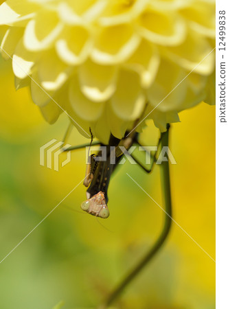 Flowers and mantis 12499838