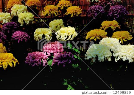 Kikuhana Exhibition 12499839