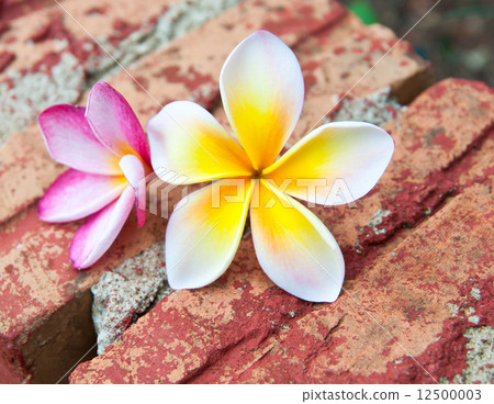 Frangipani tropical flowers. Frangipani tropical flowers. 12500003