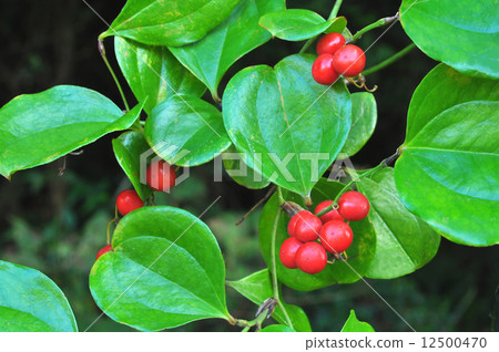 Sartori berata真實 12500470