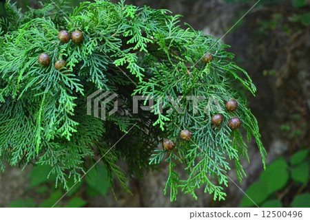 Chamaecyparis obtusa Chamaecyparis obtusa 12500496